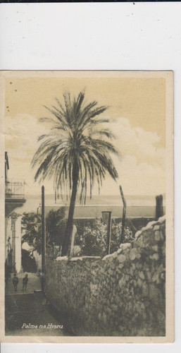 Cartolina croazia palma - croazia,